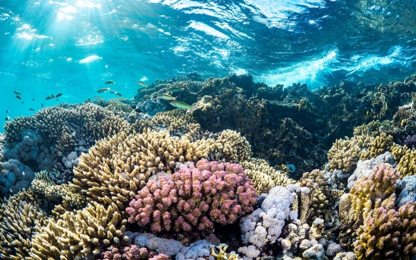 红海多种多样的珊瑚礁。 (红海全球公司媒体中心)