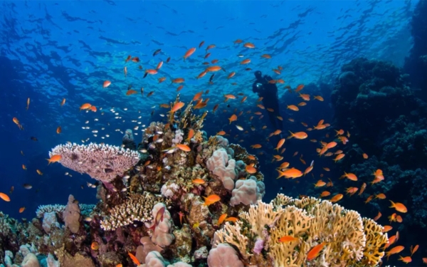 The coral reefs in the Red Sea near Sindalah Island in NEOM. (Media Center of NEOM)