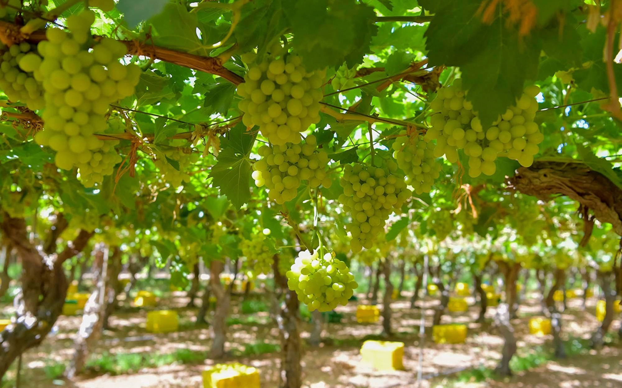 Grapes clusters on a farm in the Kingdom. (SPA)