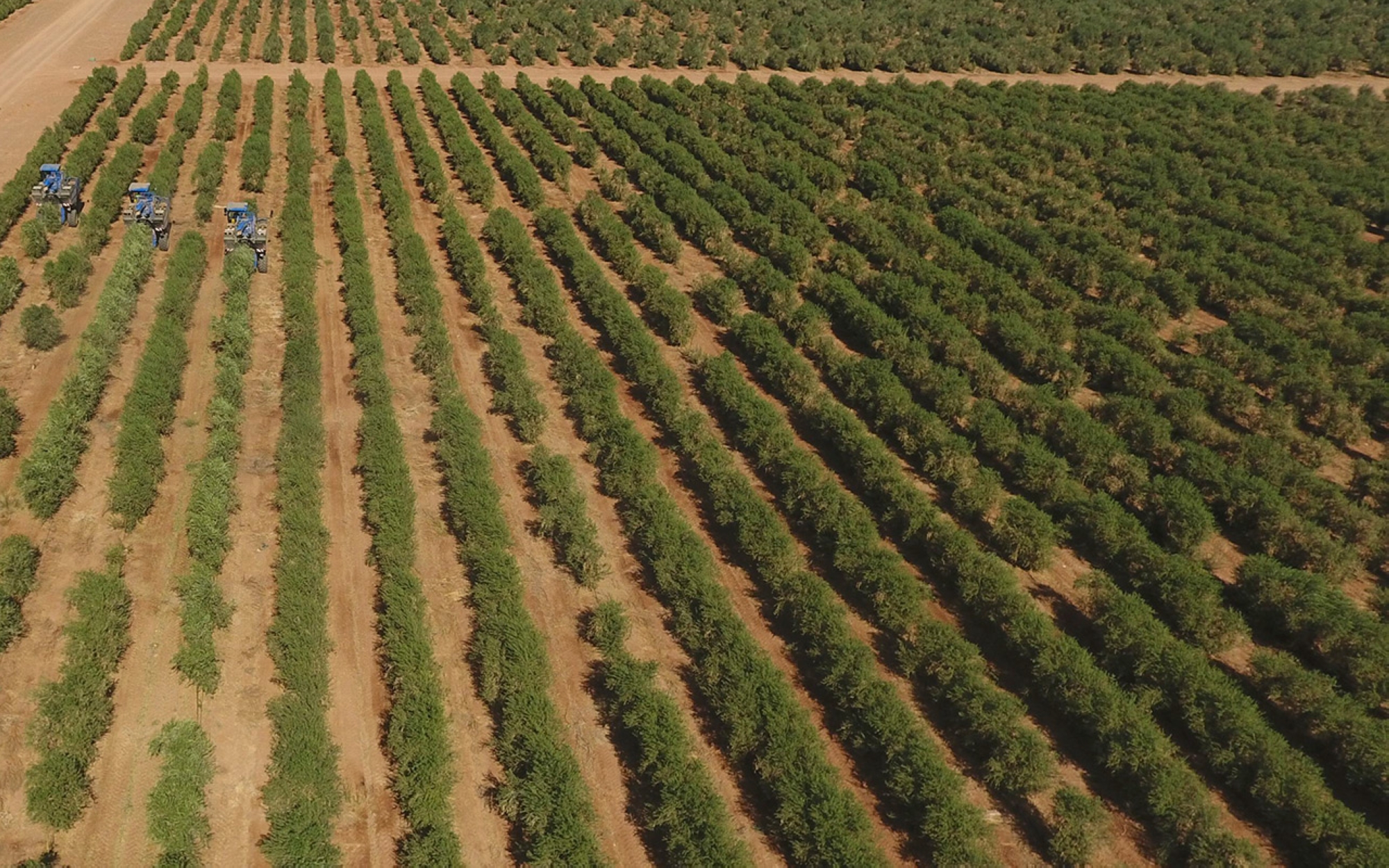 One of the olive farms in al-Jouf Province. (SPA)