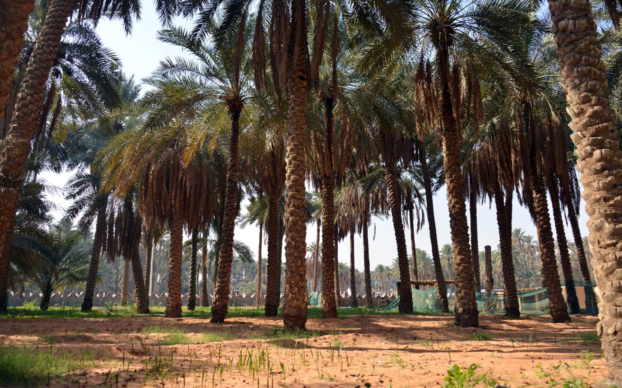 One of the date palm farms in al-Qassim Province in the Kingdom of Saudi Arabia. (SPA)