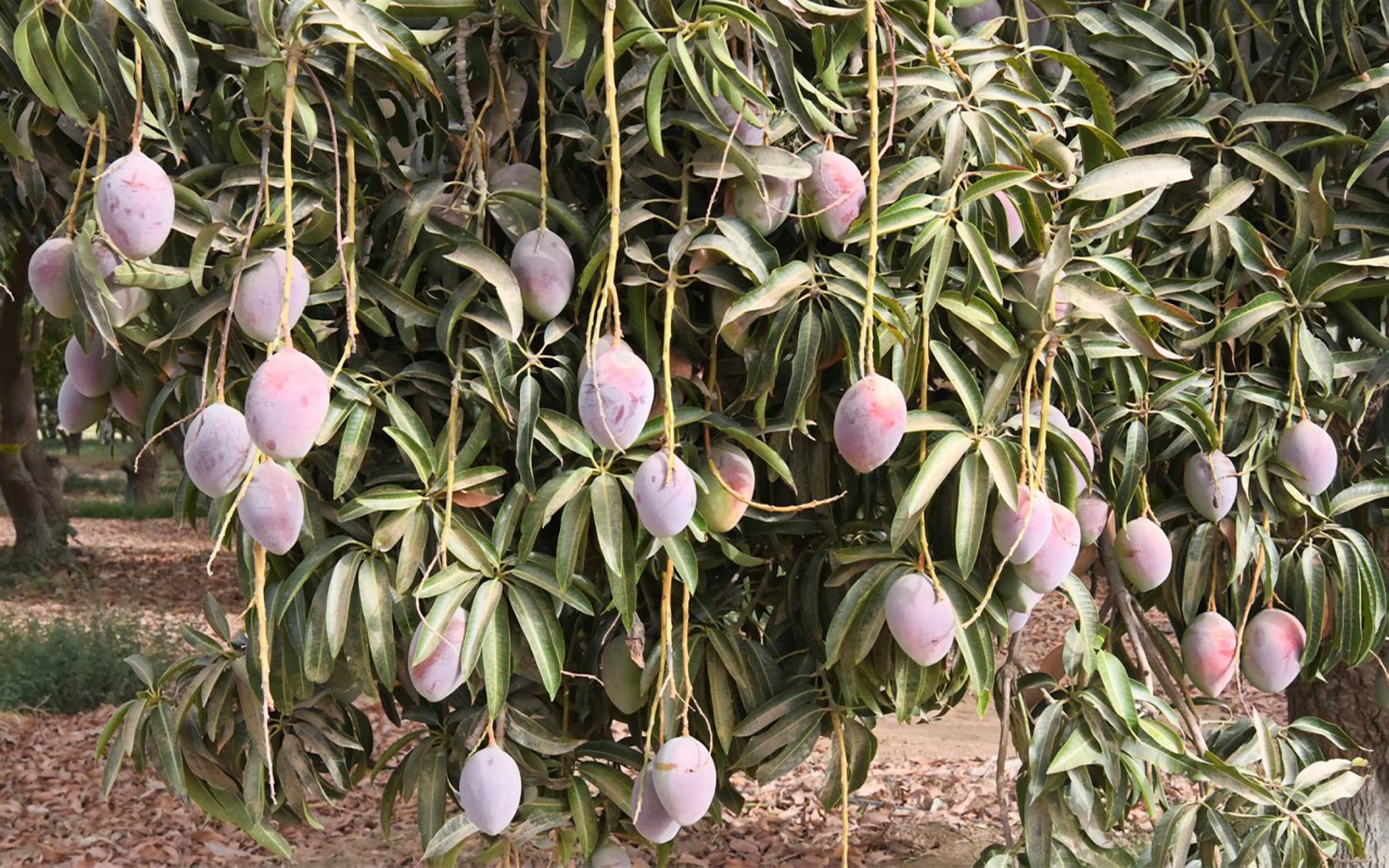 Mango cultivation in Jazan. (SPA)