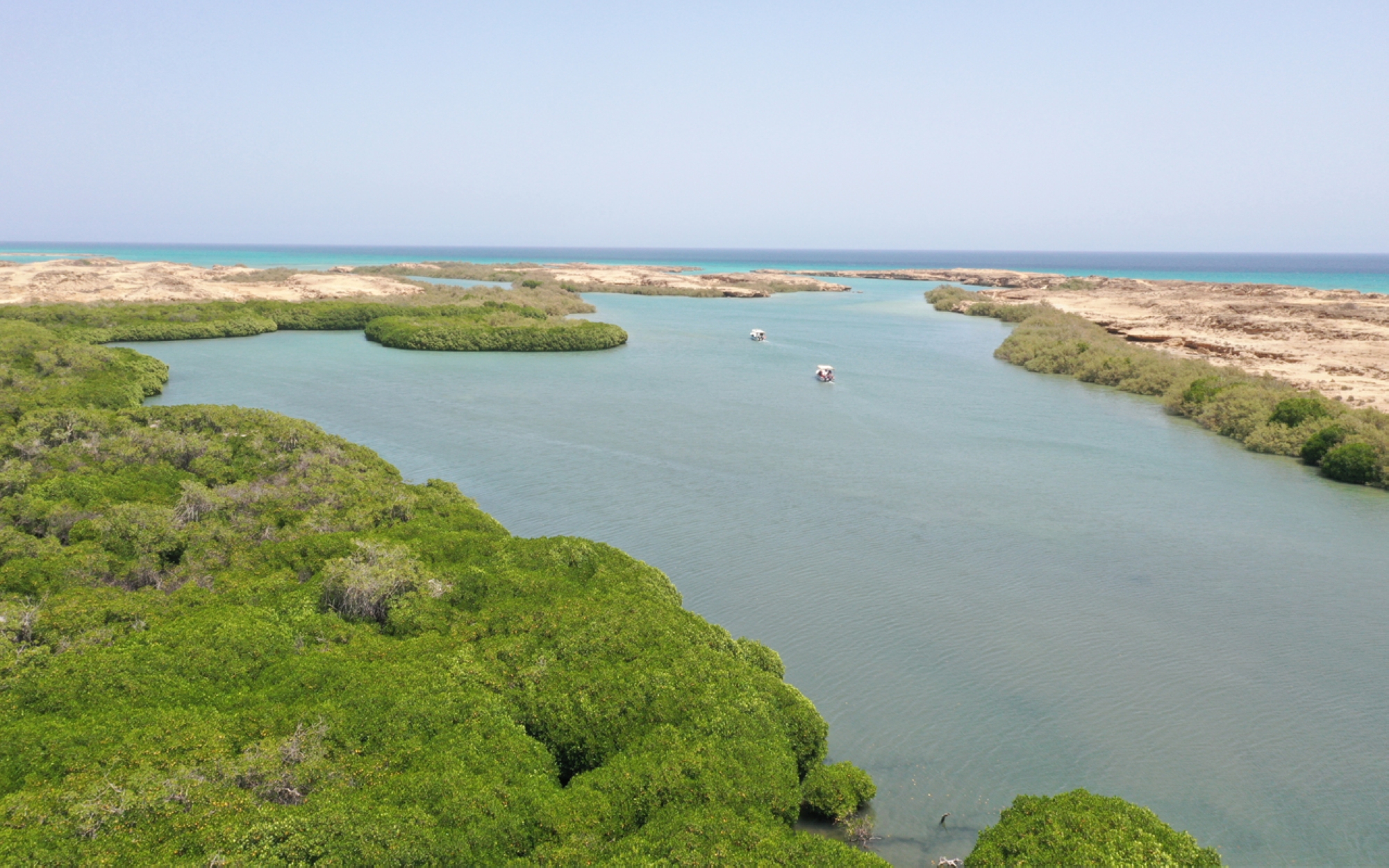 Qandal Forest in Jazan Province. (Saudipedia)