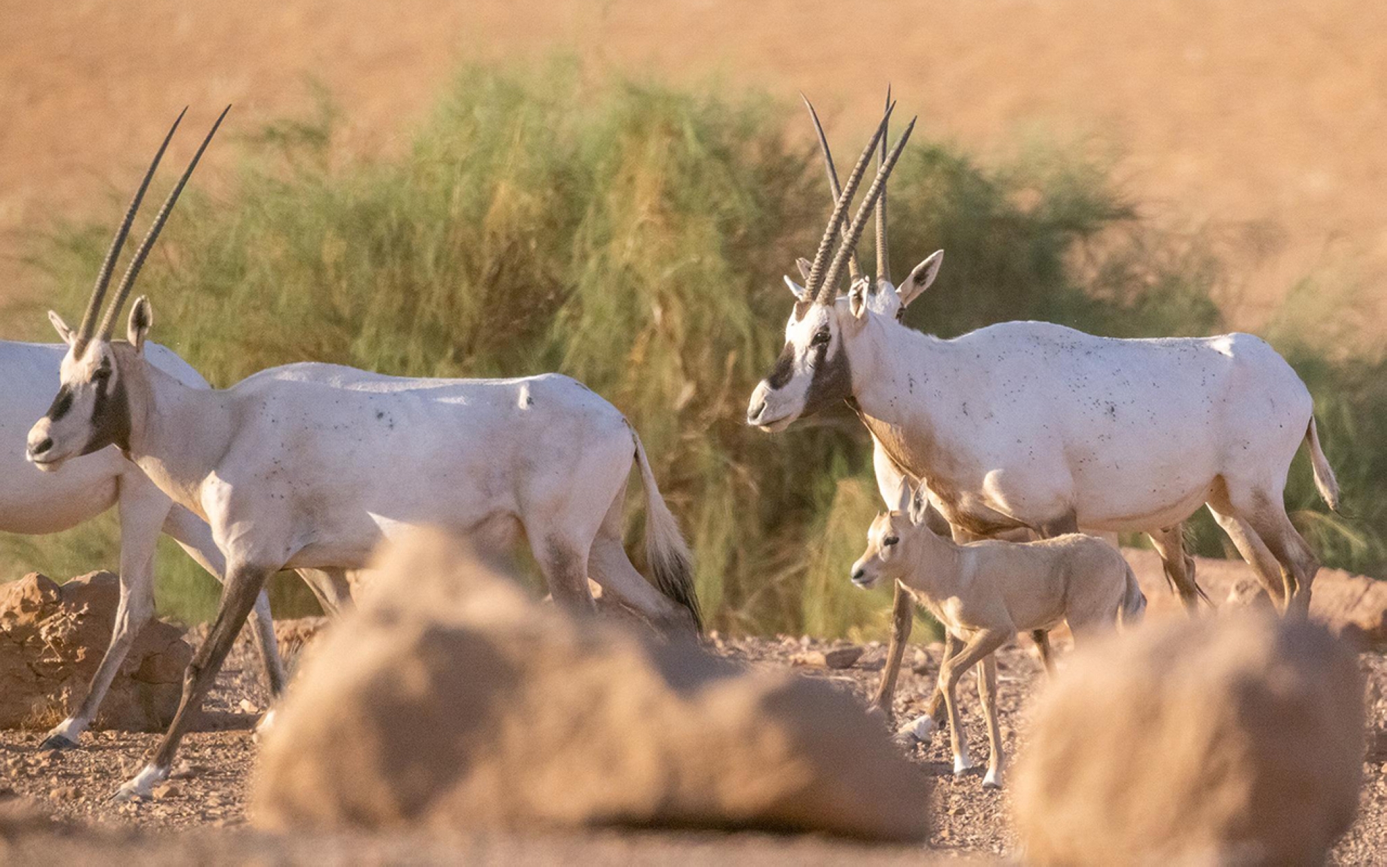 A herd of scimitar oryx at the King Salman Bin Abdulaziz Royal Natural Reserve. (SPA)