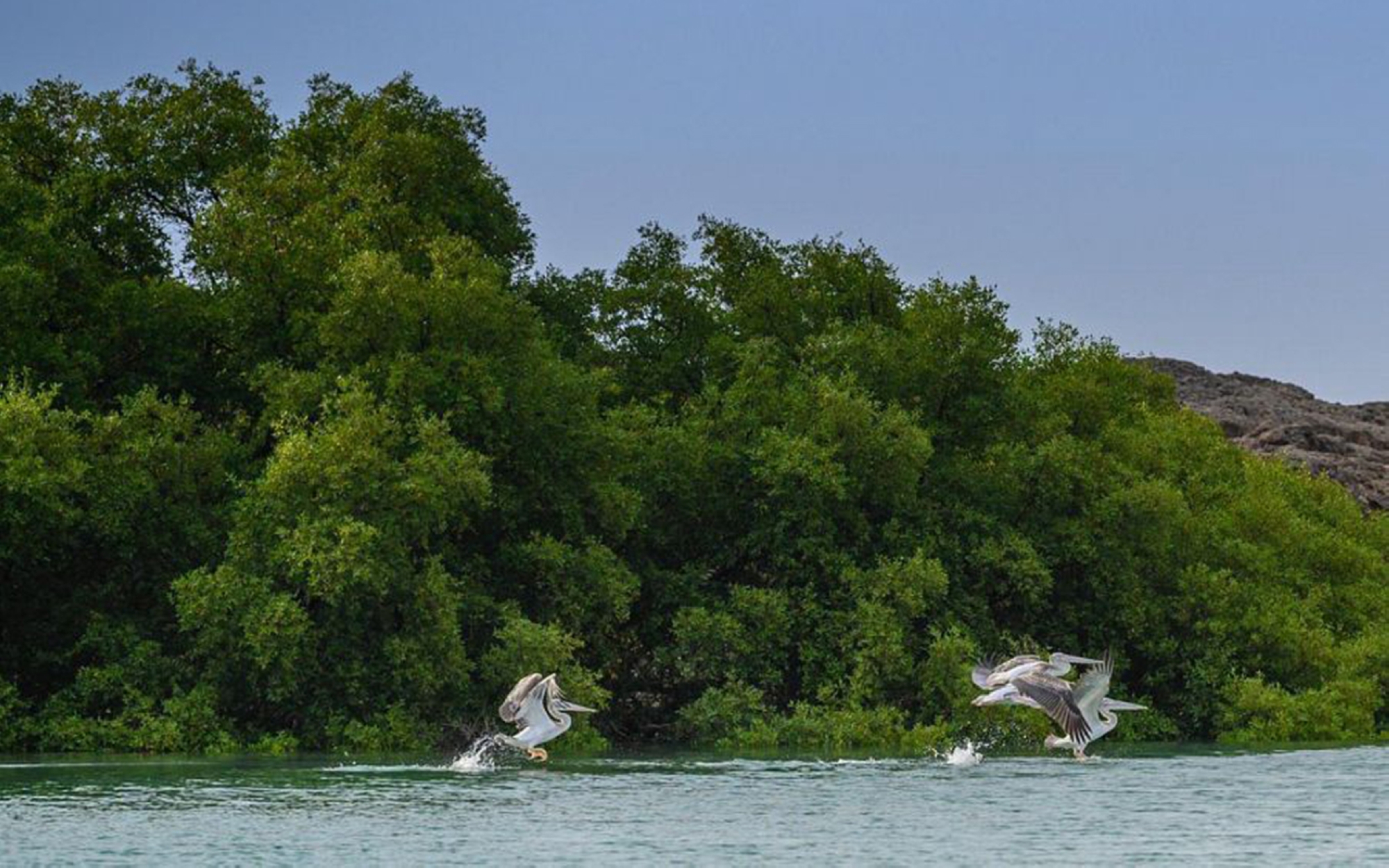 Farasan Islands Marine Sanctuary in Jazan Province southwest of the Kingdom. (SPA)