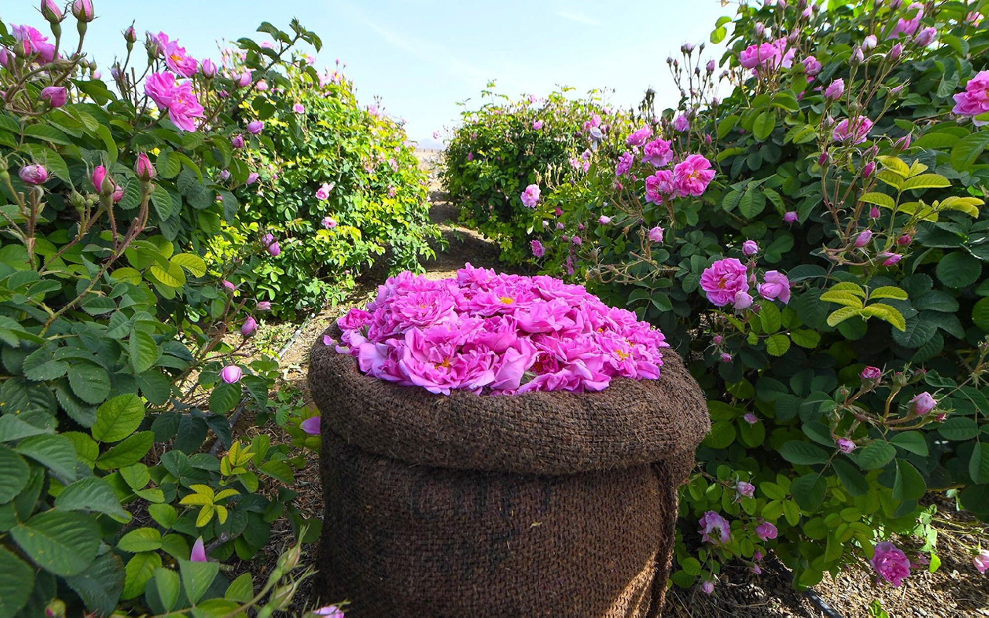 One of the Taif rose farms in Taif. (SPA)