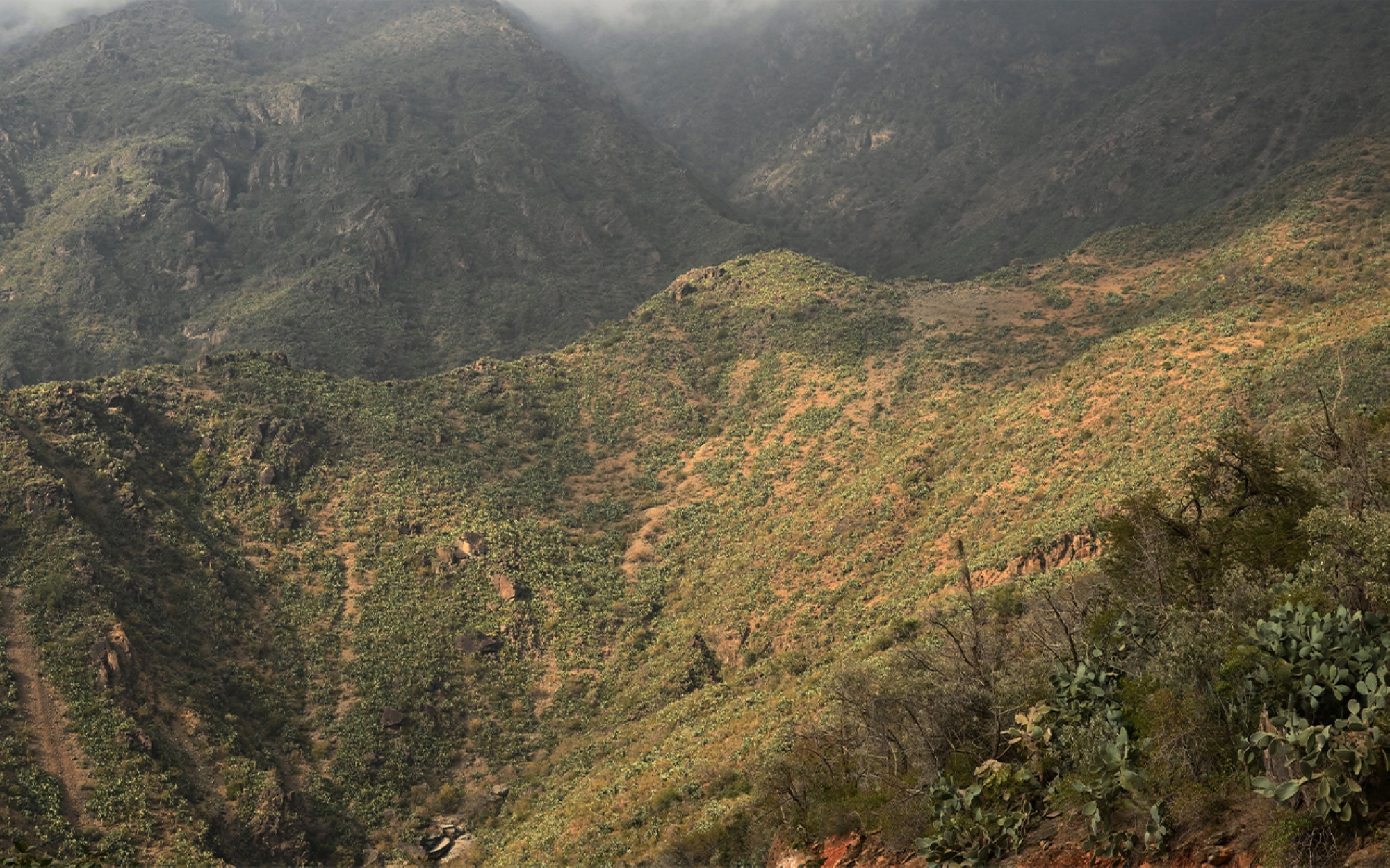 Part of the Raydah Natural Reserve, located southwest of the Kingdom in the Aseer Province. (SPA)