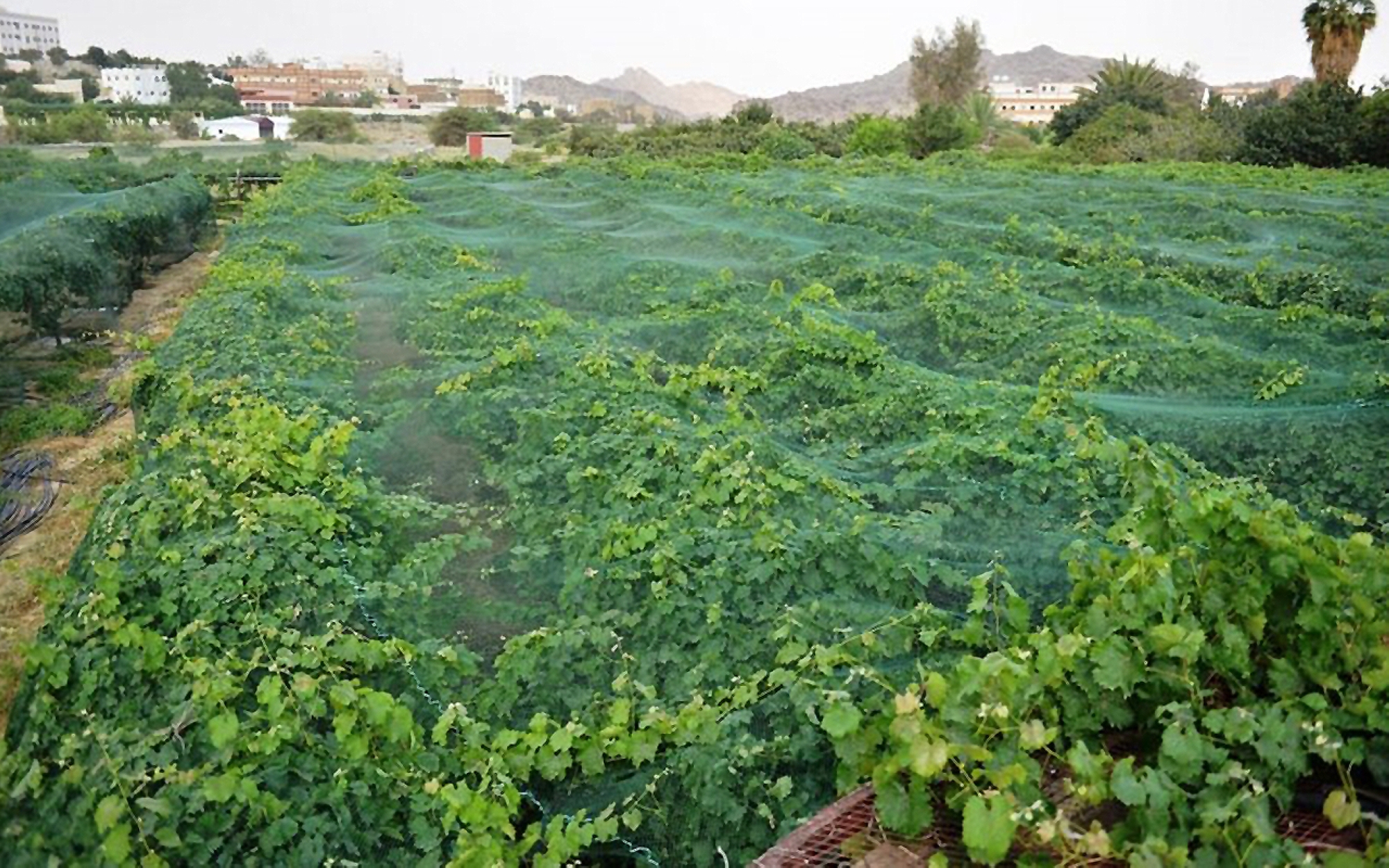 One of the farms in Mahayil Aseer Governorate. (SPA)