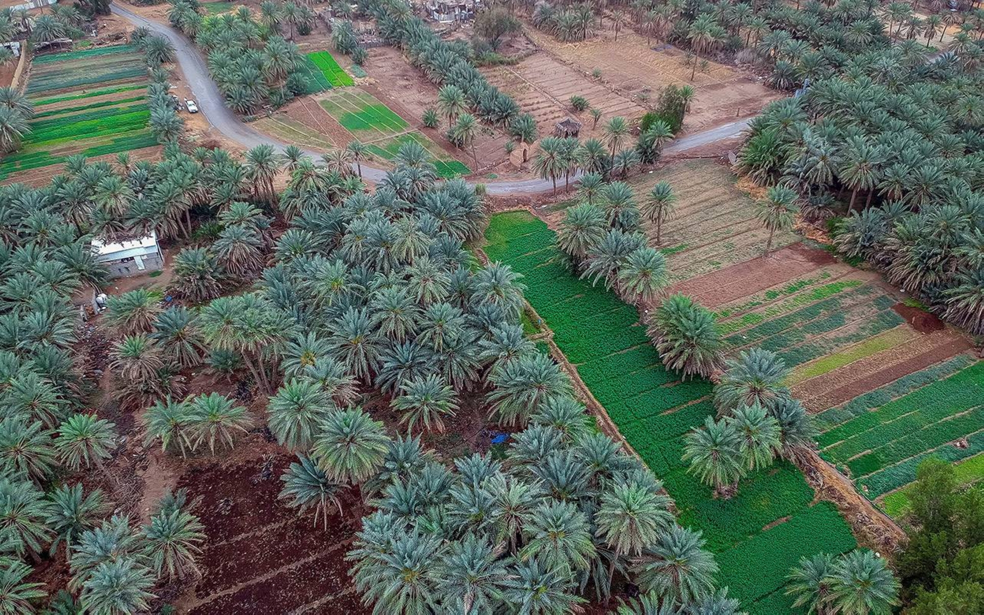 Aerial image of a date palm farm in Qassim. (SPA)