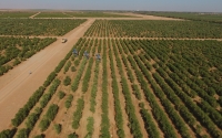 One of the olive farms in Jawf Province, northwest of Saudi Arabia. (SPA)