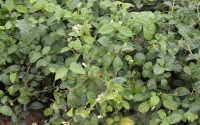 Arabian jasmine in one of the Kingdom&#039;s farms. (SPA)