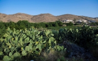 Prickly pear fruit in one of the farms in the Kingdom. (SPA)