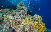 Coral reefs in Yanbu. (Media Center of NEOM)