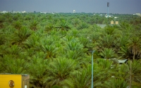 Al-Ahsa Oasis, one of the heritage sites in the Eastern Province. (Saudipedia)