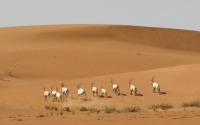 Uruq Bani Ma&#039;arid Reserve in the Empty Quarter Desert. (SPA)