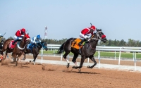 Competitions of King Faisal Cup for Purebred Arabian Horses. (SPA)