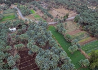 Palms farms in al-Qassim Province in the Kingdom. (SPA)