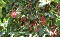 A coffee tree on a Saudi farm. (SPA)