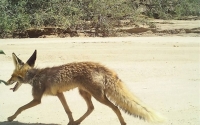 Biodiversity in Majami&#039; al-Hadb Reserve. (National Center for Wildlife)