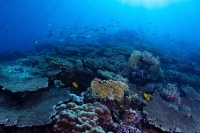 The coral reefs in the Red Sea (SPA).