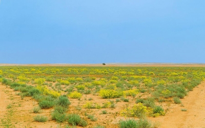 King Khalid Royal Reserve - Saudipedia