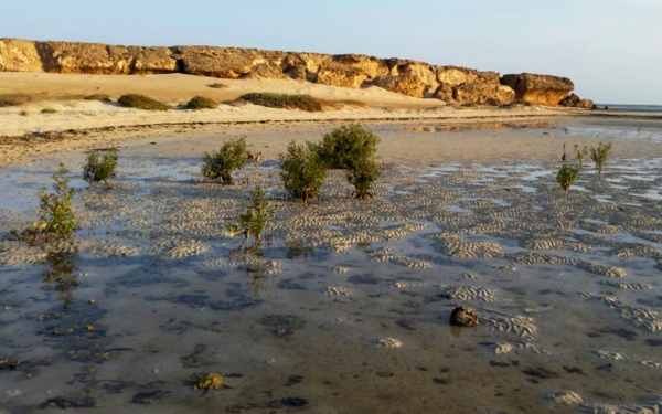 Qamah Island, south of the Red Sea. (SPA)