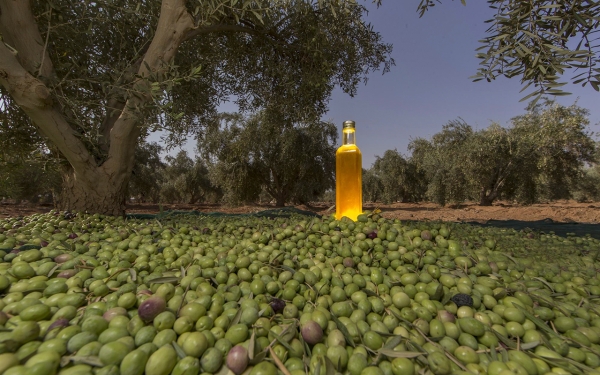 Olive oil produced by Saudi farms. (SPA)