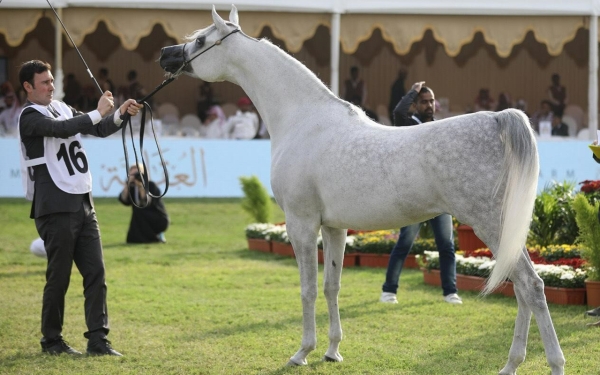 Horse Training at King Abdulaziz Arabian Horse Center in Riyadh. (SPA)