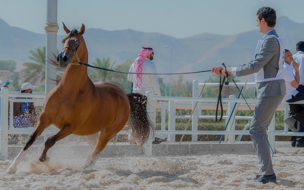 Horse Shows at King Abdulaziz Arabian Horse Center (SPA)