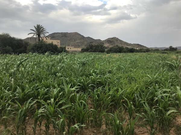 One of the farms in Dhahran Al-Janub Governorate. (was)