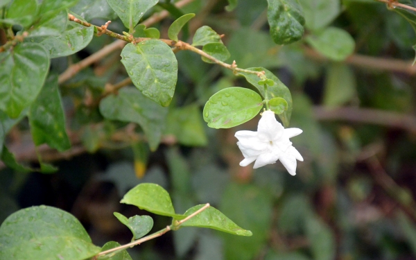 Arabian jasmine flower in one of the Kingdom&#039;s farms. (SPA)