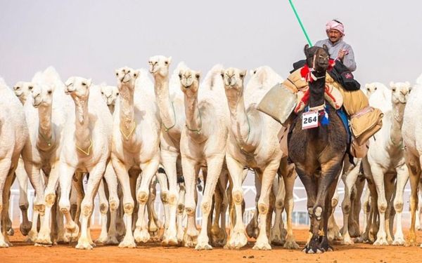 Parade of the participating camels in the King Abdulaziz Camel Festival (SPA).