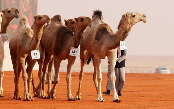 Part of the participating camels in the King Abdulaziz Camel Festival (SPA).