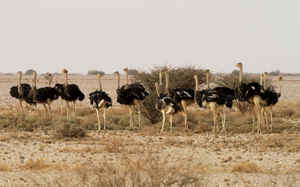 A group of Ostrich birds in the Ibex Reserve south of al-Hariq Governorate (Saudipedia).