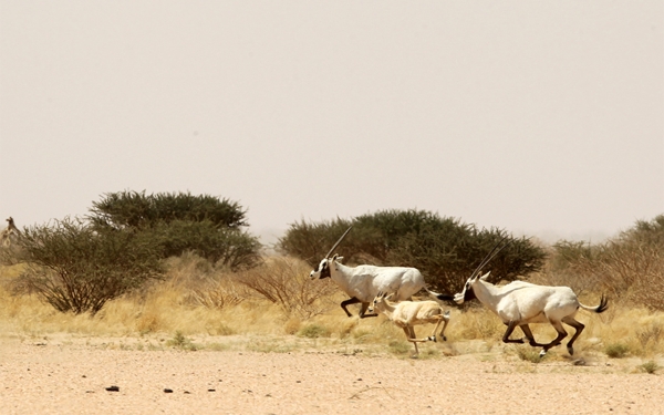 Arabian oryx in the Ibex Reserve in Riyadh (Saudipedia).