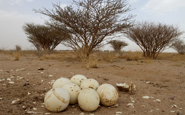 Ostrich eggs in the Ibex Reserve (Saudipedia).