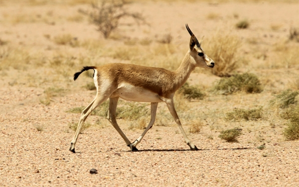 Gazella marica in the Ibex Reserve (Saudipedia).