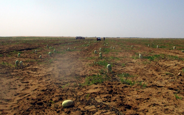 Watermelon cultivation in one of the Kingdom&#039;s farms. (SPA)