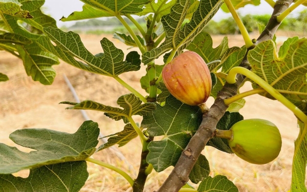 Tropical fruits on a farm in the Kingdom. (SPA)