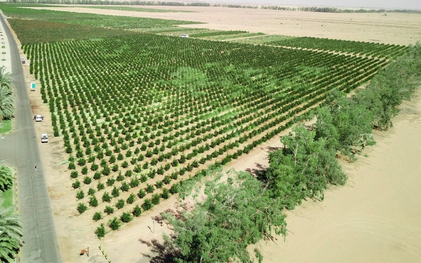 One of the pomegranate farms in the Kingdom of Saudi Arabia. (SPA)