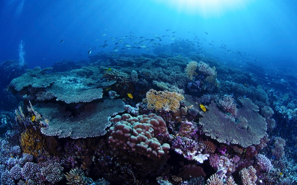 Coral reefs on the Red Sea coast. (SPA)