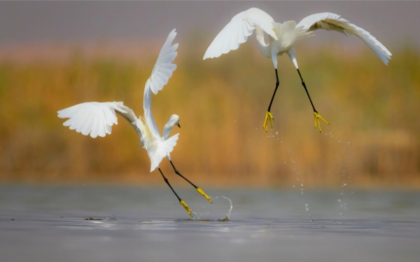 One of the birds that was spotted in one of the reserves in the Kingdom. (SPA)