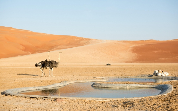 Ostriches are among the birds that have been resettled in their natural habitat in the Kingdom. (SPA)