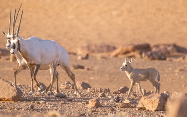 The Arabian Oryx in King Salman Reserve in the north of the Kingdom. (Saudipedia)