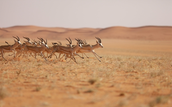 A herd of Arabian gazelles in the King Abdulaziz Royal Reserve, north of the Riyadh Province. (SPA)