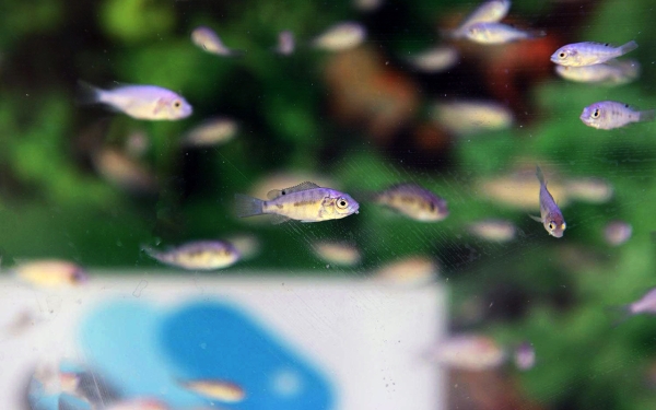 A group of fish in an aquaculture pond. (SPA)