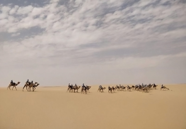 A herd of camels in al-Dahna Desert. (SPA)