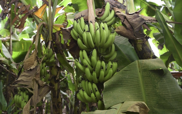 Banana cultivation in Jazan. (SPA)