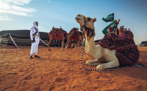 Part of the King Abdulaziz Camel Festival, organized by the Camel Club (SPA)