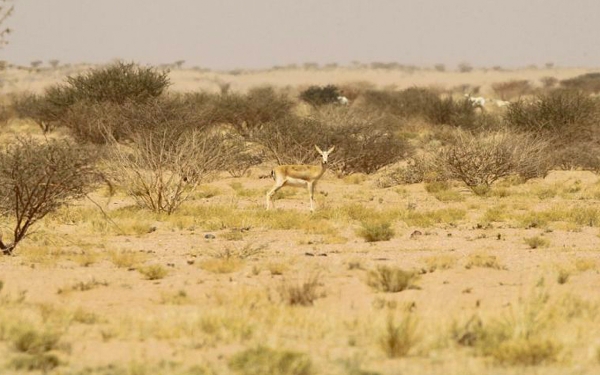 Image of Imam Saud Bin Abdulaziz Royal Reserve in Makkah al-Mukarramah Province. King Abdulaziz Foundation for Research and Archives (Darah)